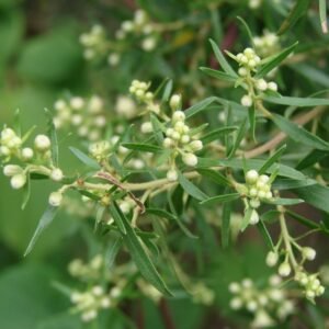 Nome: Alecrim do Campo Nome Cientifico: Baccharis dracunculifolia Recurso: Resina Floração: Outubro a Dezembro