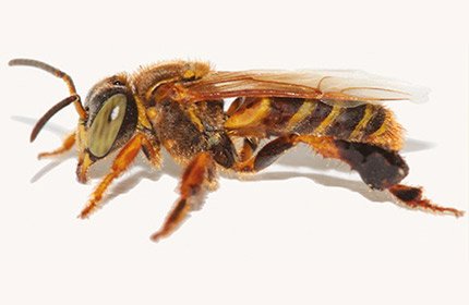 Borá (1)