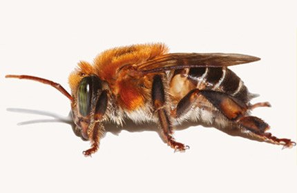 Mel de Uruçu Nordestina Puro 40g - Mel de Abelha Sem Ferrão