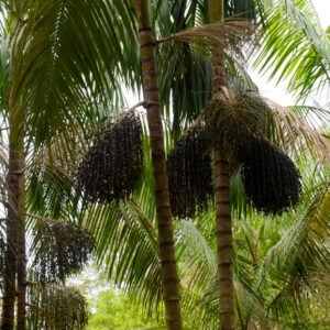 Nome: Açaizeiro Nome Cientifico: Euterpe oleracea Recurso: Pólen, Néctar, Resina Floração: Ano todo