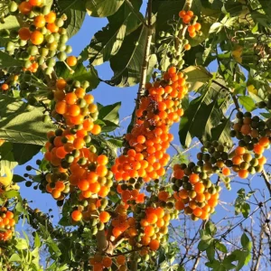 Nome: Fruto do Sabiá Nome Cientifico: Acnistus arborescens Recurso: Pólen e Néctar Floração: Primavera, Verão e Outono