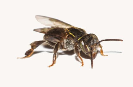 Mirim-Guaçu-0