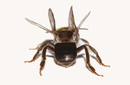 Mirim-Guaçu-3