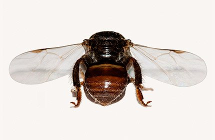 Mirim Preguiça