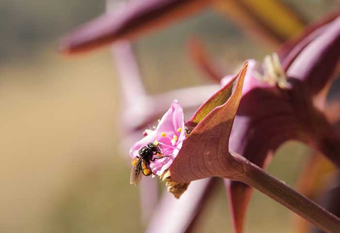 Abelhas sem ferrão e Mata Atlântica: quando a polinização aproxima floresta e produção