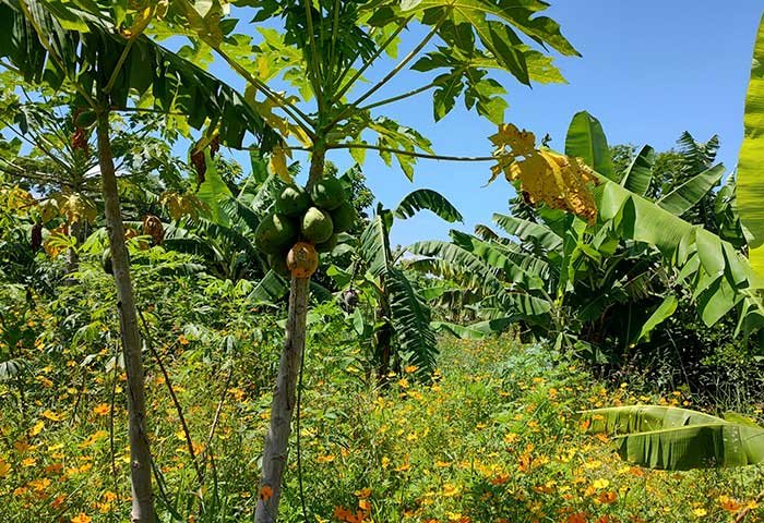 Abelhas sem ferrão e Mata Atlântica: quando a polinização aproxima floresta e produção