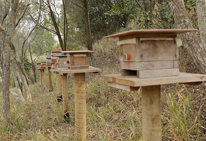 Abelhas sem ferrão e Mata Atlântica: quando a polinização aproxima floresta e produção